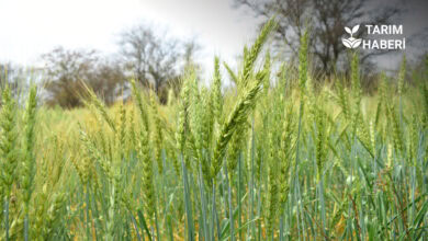 Iğdır buğday rekoltesi arttı