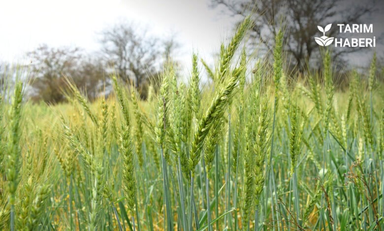 Iğdır buğday rekoltesi arttı
