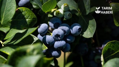 inegöl belediyesinden yaban mersini üretimine destek