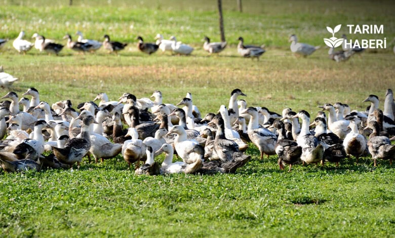 Ordu kaz yetiştiriciliği projesi