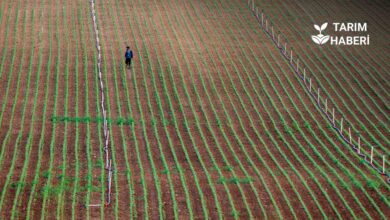 Tarım arazileri vasıf değişikliği süreci üreticiyi zorluyor