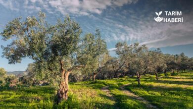 Avrupa Birliği Yeşil Mutabakatı Destekli Zeytincilik Projeleri Başlıyor