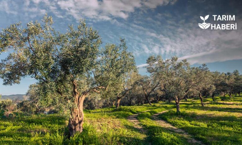 Avrupa Birliği Yeşil Mutabakatı Destekli Zeytincilik Projeleri Başlıyor