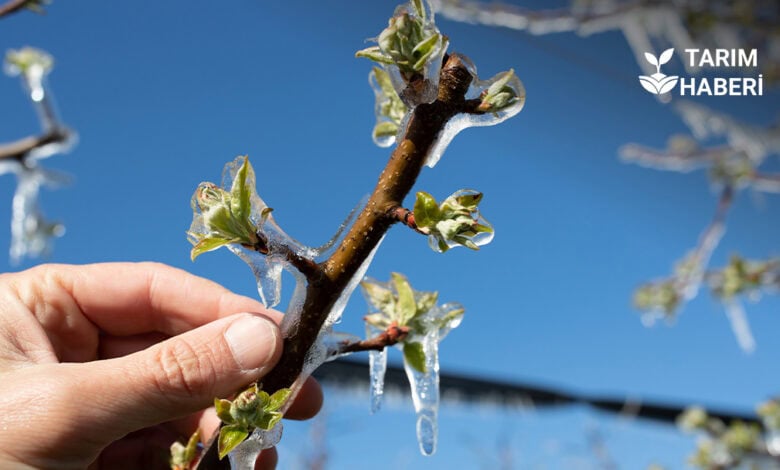 Zirai don için yapılacak destek ödemeleri