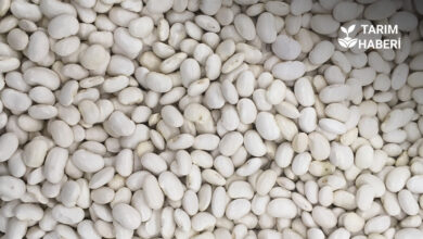 Ağrı’da çiftçilere kuru fasulye tohumu desteği