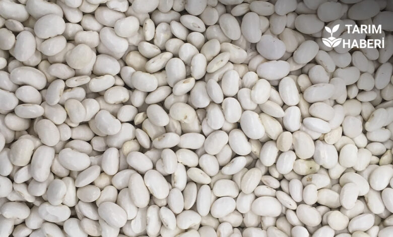 Ağrı’da çiftçilere kuru fasulye tohumu desteği