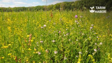 Atıl tarım arazileri kiraya verilecek