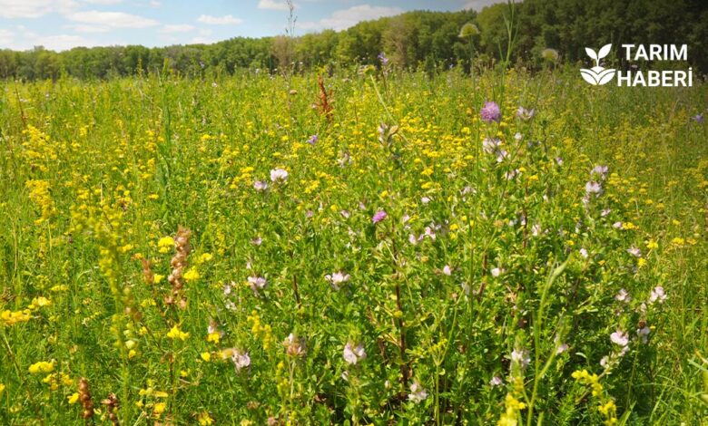 Atıl tarım arazileri kiraya verilecek