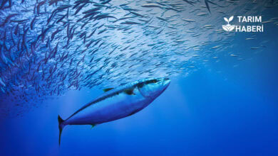 Denizlerde av yasağı bitiyor