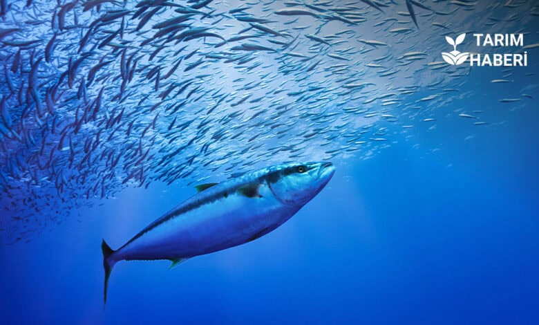 Denizlerde av yasağı bitiyor