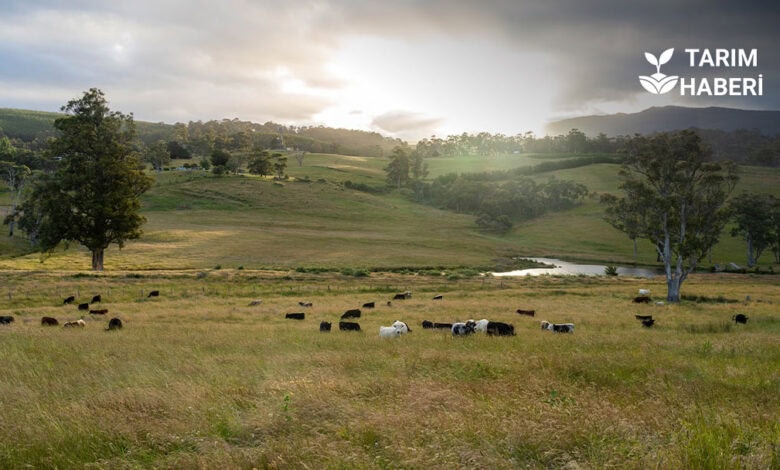 Aydın’da mera ıslah ve amenajman projeleri uygulanacak