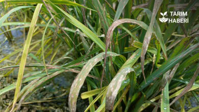 Çeltik yanıklık hastalığı, belirtileri, mücadele yötemleri