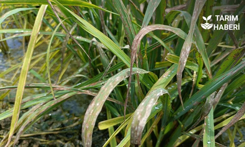 Çeltik yanıklık hastalığı, belirtileri, mücadele yötemleri