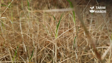 Çukurova tarımını aşırı sıcaklar vurdu