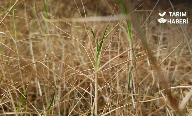 Çukurova tarımını aşırı sıcaklar vurdu