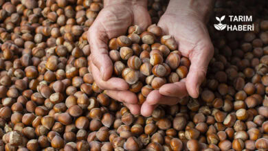 CHP'den fındık alım fiyatına tepki