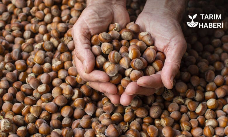 CHP'den fındık alım fiyatına tepki