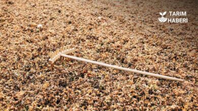 Fındık üreticisine uyarı