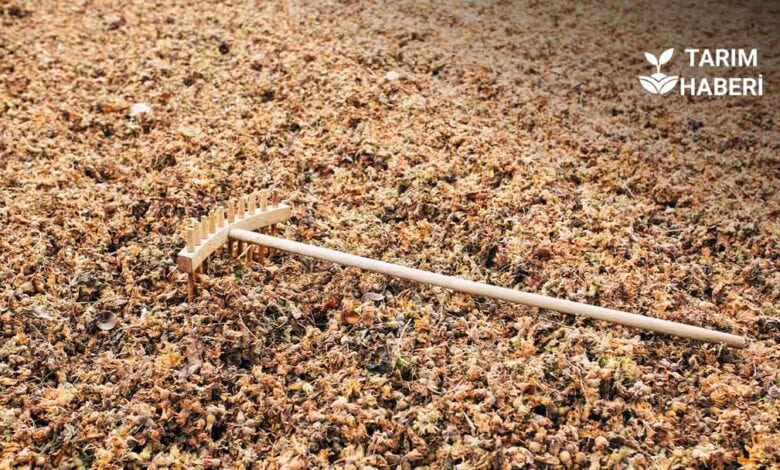 Fındık üreticisine uyarı