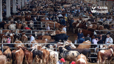 Şap hastalığı nedeniyle kapanan hayvan pazarları yeniden açıldı