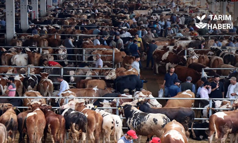 Şap hastalığı nedeniyle kapanan hayvan pazarları yeniden açıldı