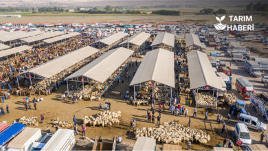 Hayvan pazarı açılış tarihi