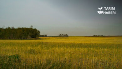 Danıştay'dan işlenmeyen tarım arazilerinin kiraya verilmesi kararına itiraz