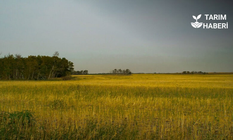 Danıştay'dan işlenmeyen tarım arazilerinin kiraya verilmesi kararına itiraz