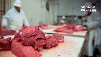 Karkas et fiyatları