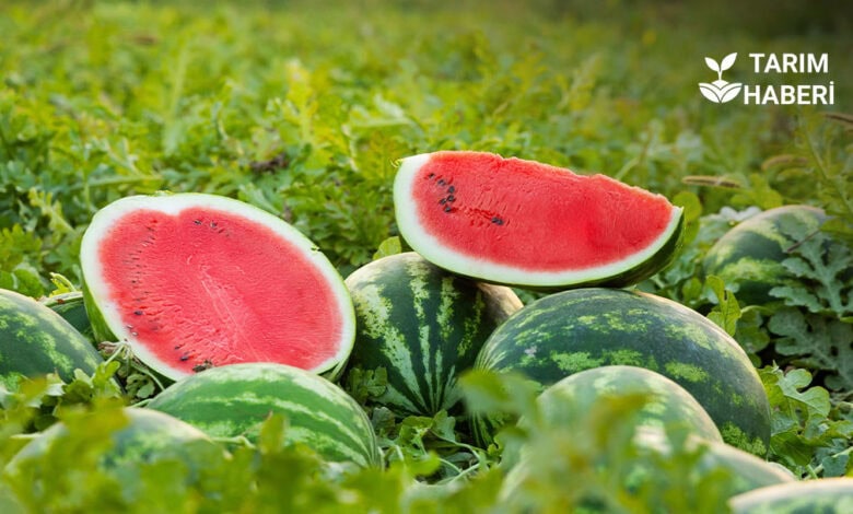 Karpuz nasıl yetiştirilir