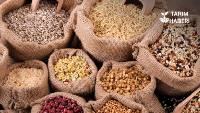 Dünya tahıl üretiminde rekor