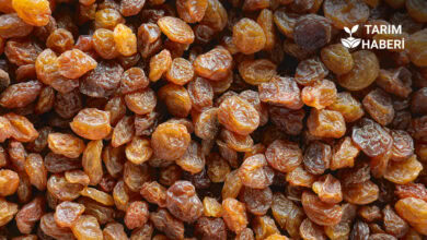 Kuru üzüm avans fiyatına tepki