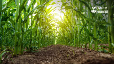 Mısıra alternatif ürün talebi