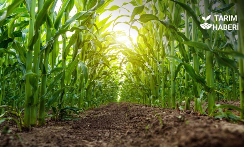 Mısıra alternatif ürün talebi