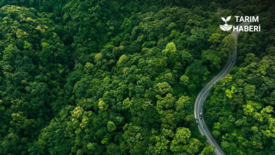 OGM'nin iklim değişikliği mücalesi için hazırladığı 5 yıllık plan
