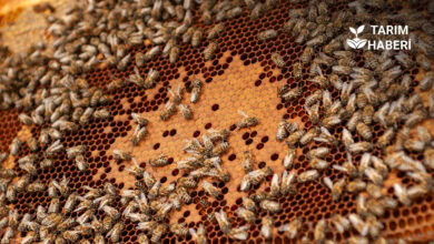 Ordu bal hasadı başladı