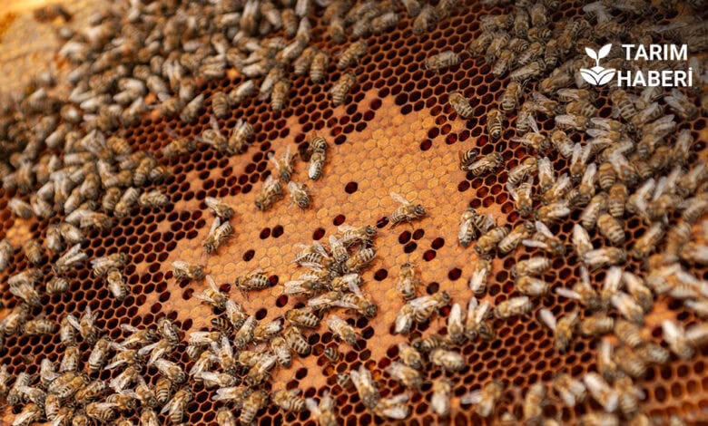 Ordu bal hasadı başladı