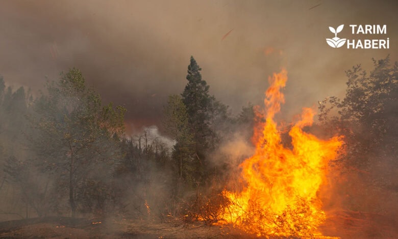 Orman yangını sebepleri