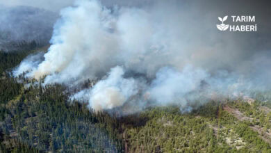 Türkiye'de binlerce hektarlık orman kaybı