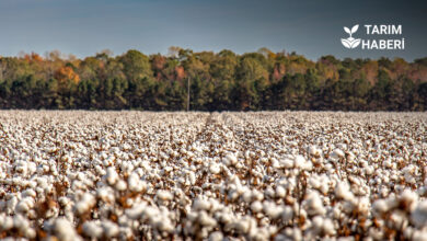 İklim krizi pamuk üretimini vurdu