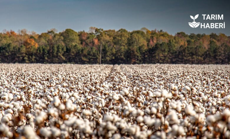 İklim krizi pamuk üretimini vurdu