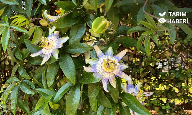 Passiflora yetiştiriciliği