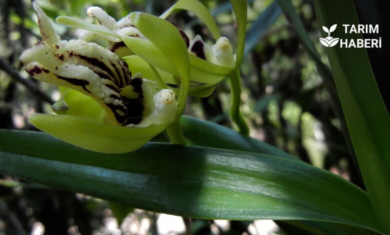 Sahlep yetiştiriciliği