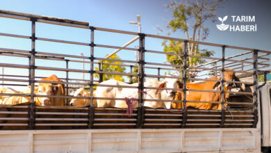 Sahte evraklarla yapılan hayvan ithalatı ifşa edildi