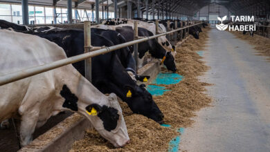 Hayvan pazarlarında şap kısıtlaması kalkıyor