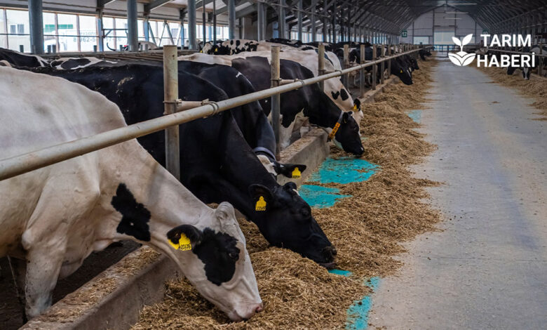 Hayvan pazarlarında şap kısıtlaması kalkıyor