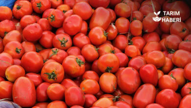 Türkiye sebze ihracatı yüzde on arttı