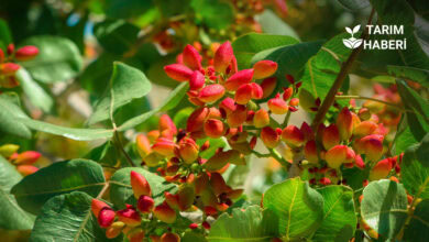Türkiye'de Siirt fıstığındaki ürün kaybı rekolteyi düşürdü