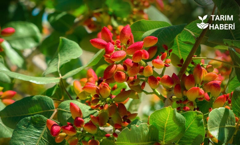 Türkiye'de Siirt fıstığındaki ürün kaybı rekolteyi düşürdü