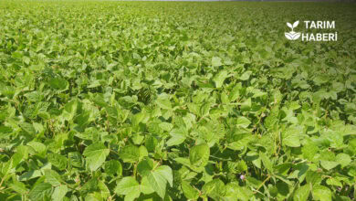 Soya üreticilerine ek temel destekler